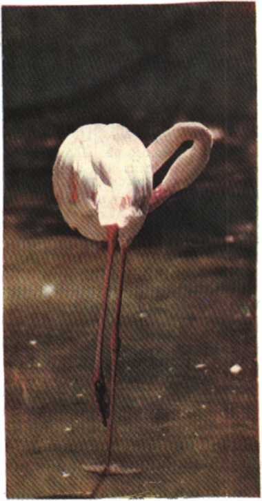 Красота солнечного края. Аннамухамед Клычев. Иллюстрация 92