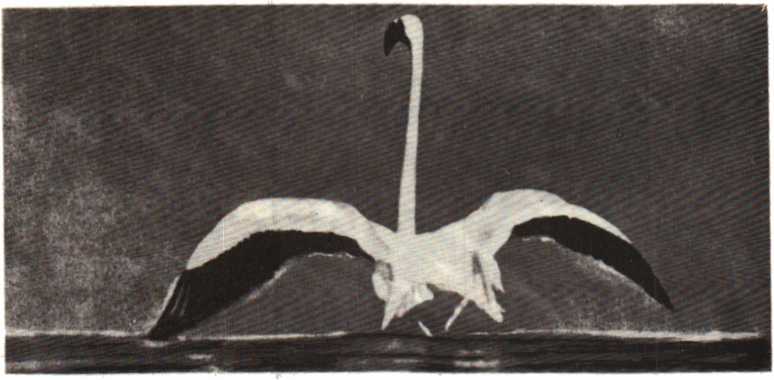 Красота солнечного края. Аннамухамед Клычев. Иллюстрация 93