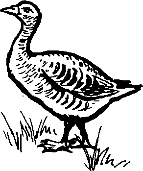 Красота солнечного края. Аннамухамед Клычев. Иллюстрация 95