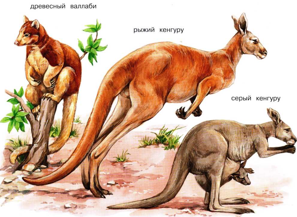Животные Австралии. Сергей Рублев. Иллюстрация 66