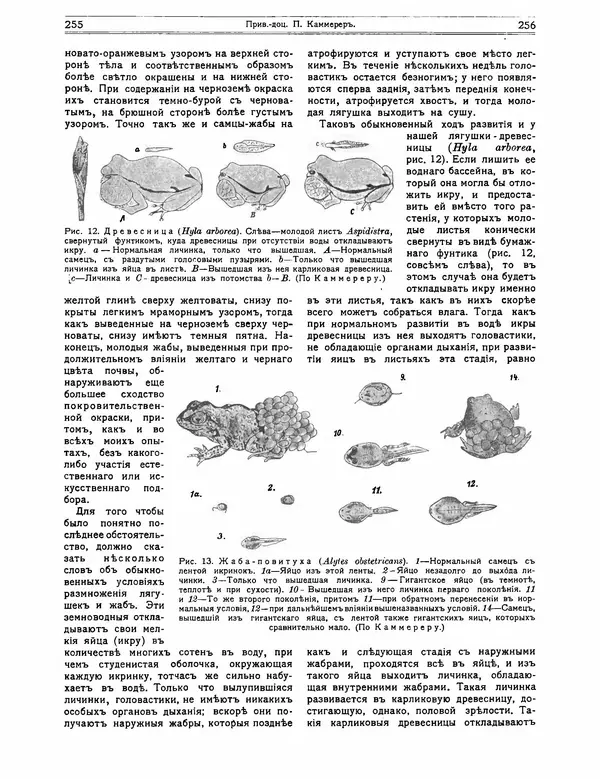 КулЛиб.   журнал Природа - Природа 1912 №02. Страница № 58