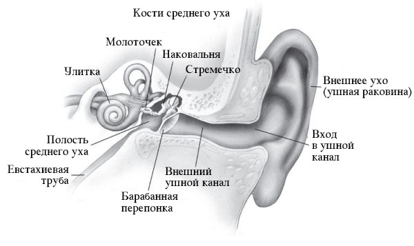 Среднее и внутреннее ухо расположены в. Среднее ухо молоточек наковальня и стремечко. Строение уха молоточек наковальня стремечко. Строение молоточка уха. Строение уха стремечко наковальня.