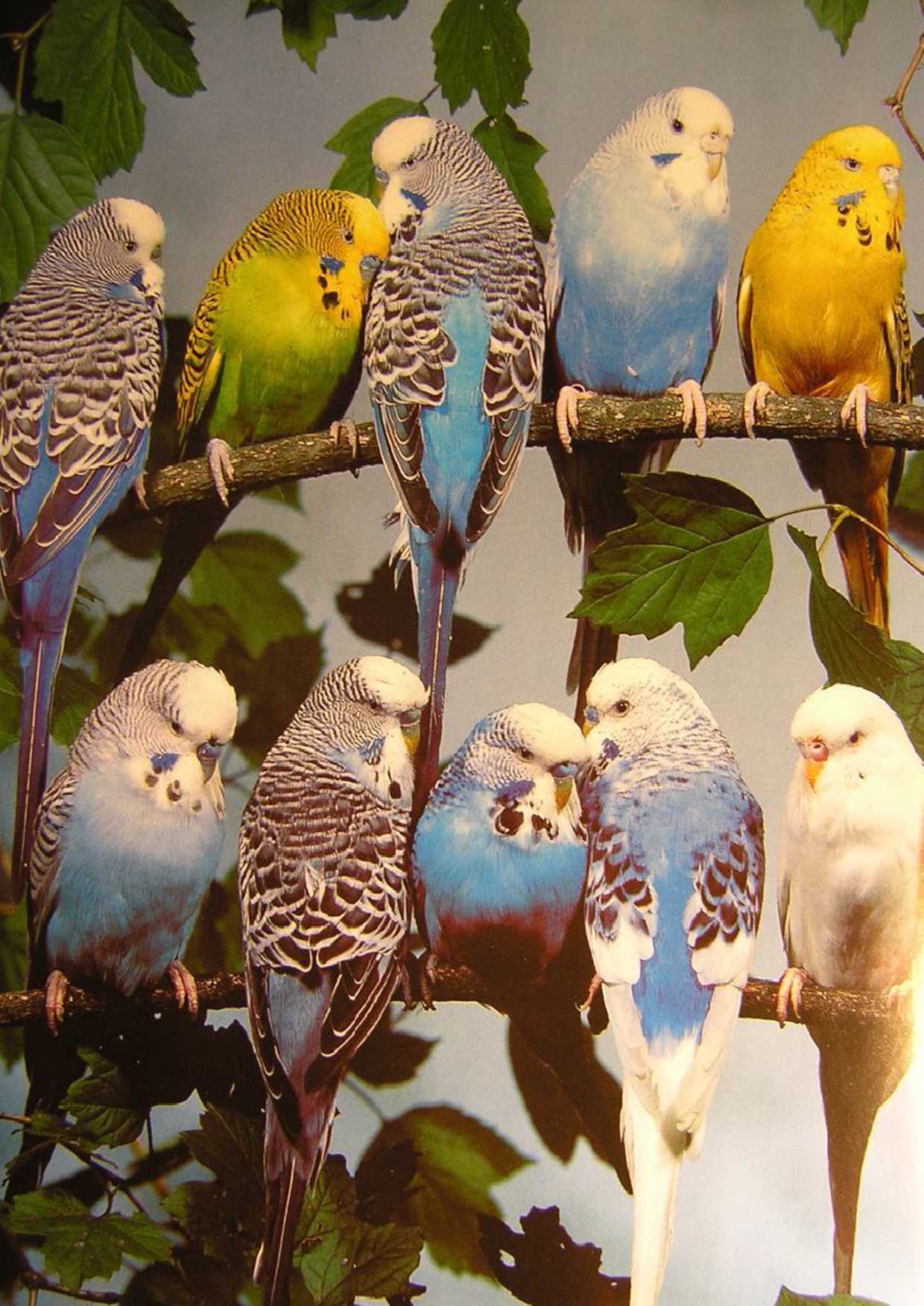 Волнистый попугай фото. Волнистый попугай. Расцветки волнистых попугаев. Хохлатый волнистый попугай. Окрасы волнистых попугаев.