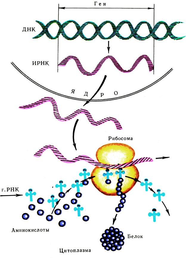 Синтезе белков принимают участие. Биосинтез белков схема. Схема биосинтеза белка в живой клетке. Схема биосинтеза белка в живой клетке рис 17. Схема биосинтеза белка на рибосоме.