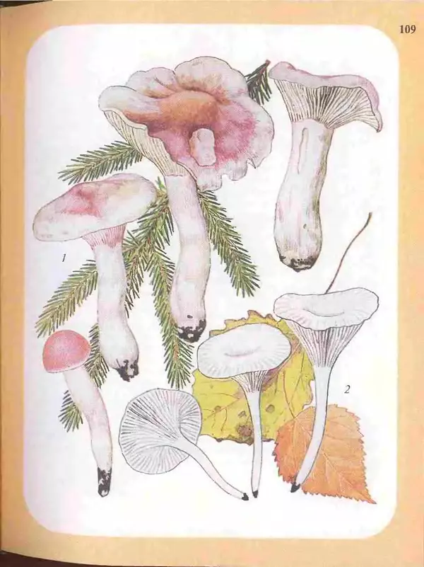 КулЛиб. А. В. Юдин - Большой определитель грибов. Страница № 109