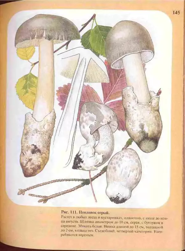 КулЛиб. А. В. Юдин - Большой определитель грибов. Страница № 145