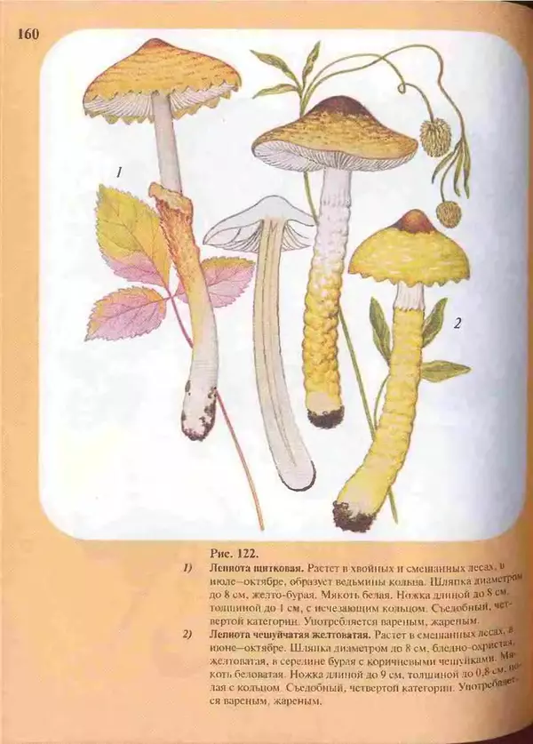 КулЛиб. А. В. Юдин - Большой определитель грибов. Страница № 160