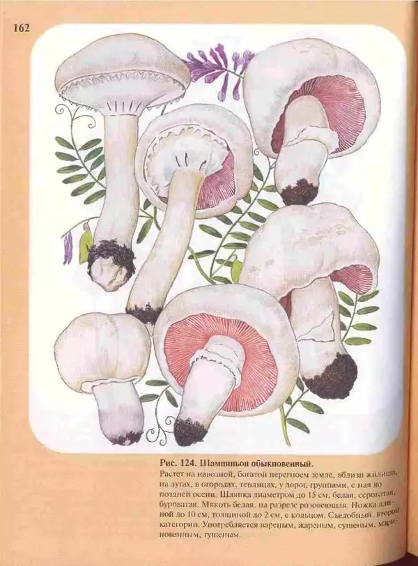КулЛиб. А. В. Юдин - Большой определитель грибов. Страница № 162