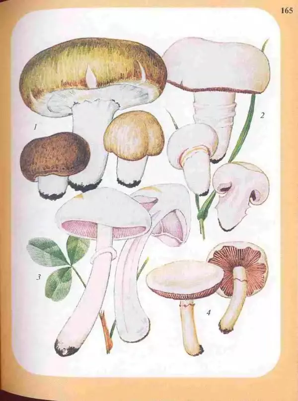 КулЛиб. А. В. Юдин - Большой определитель грибов. Страница № 165