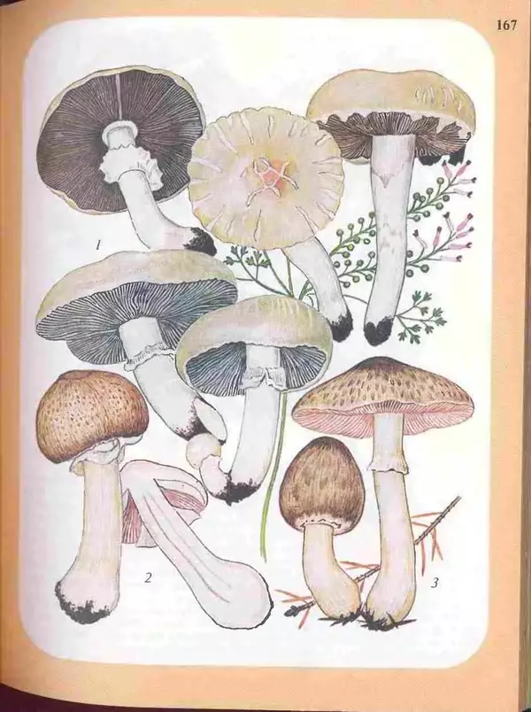 КулЛиб. А. В. Юдин - Большой определитель грибов. Страница № 167
