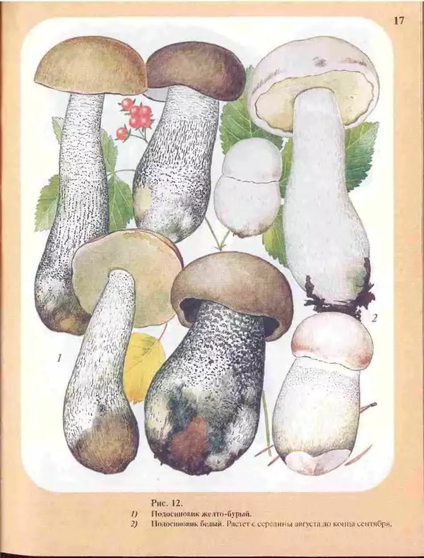 КулЛиб. А. В. Юдин - Большой определитель грибов. Страница № 17