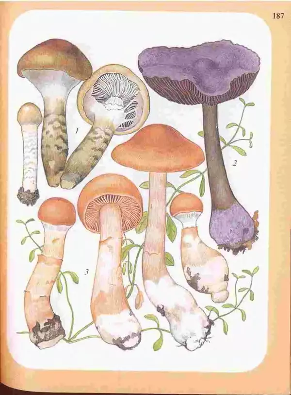 КулЛиб. А. В. Юдин - Большой определитель грибов. Страница № 187