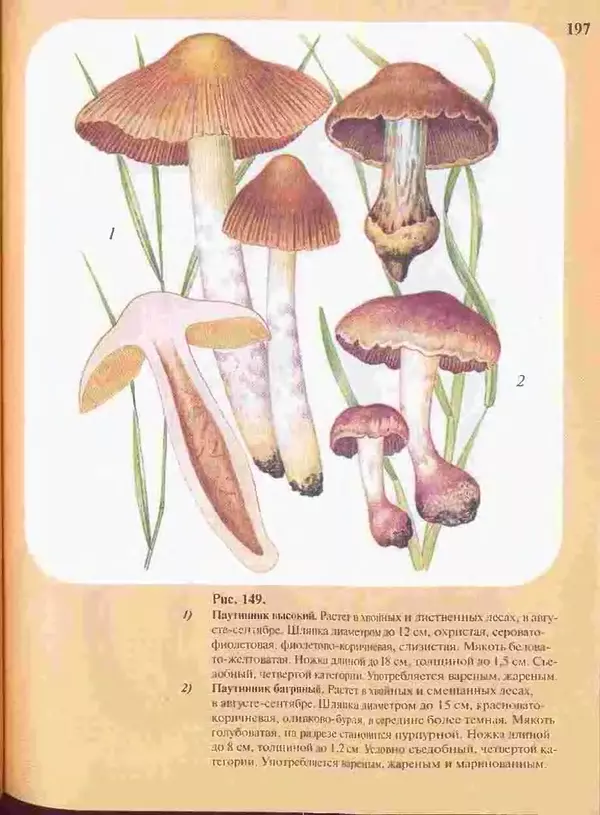 КулЛиб. А. В. Юдин - Большой определитель грибов. Страница № 197