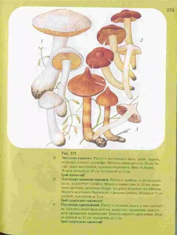 КулЛиб. А. В. Юдин - Большой определитель грибов. Страница № 233