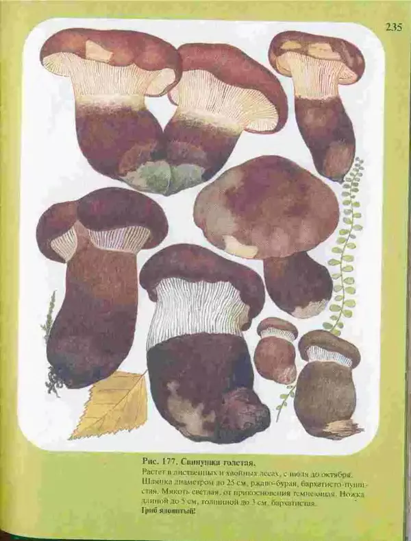 КулЛиб. А. В. Юдин - Большой определитель грибов. Страница № 235