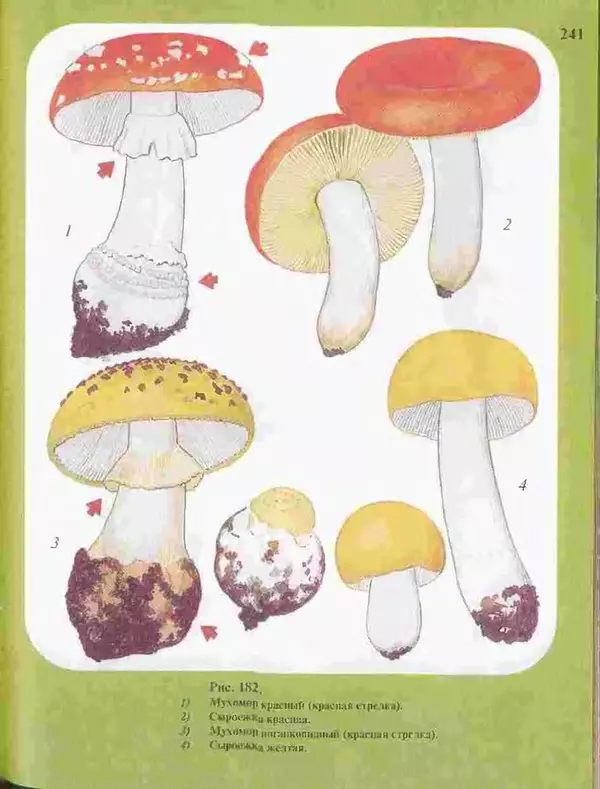 КулЛиб. А. В. Юдин - Большой определитель грибов. Страница № 241