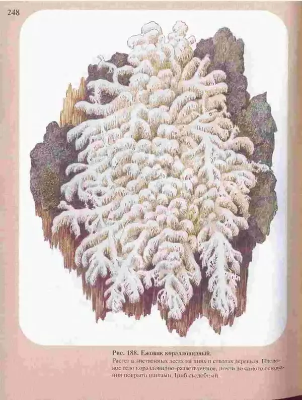 КулЛиб. А. В. Юдин - Большой определитель грибов. Страница № 248