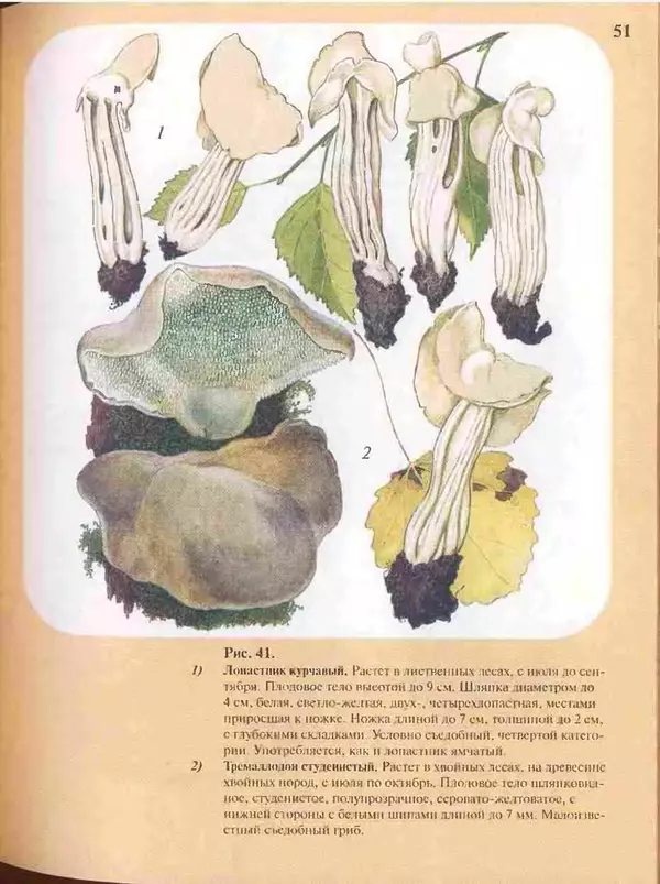 КулЛиб. А. В. Юдин - Большой определитель грибов. Страница № 51