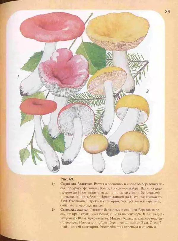 КулЛиб. А. В. Юдин - Большой определитель грибов. Страница № 85