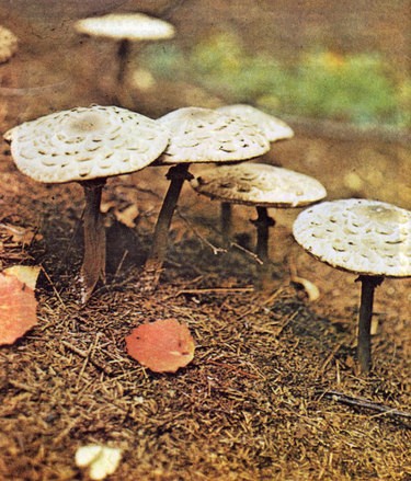 Всё о грибах [М В Горленко] (fb2) читать онлайн