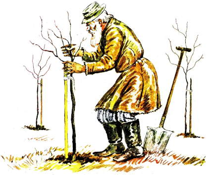 Дедушка посадил дерево 54 года. Толстой старик и яблони. Толстой дед и яблоня. Лев толстой старик и яблони. Л.толстой " старик и яблоки".