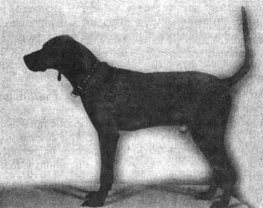 Психология собаки. Основы дрессировки собак [Леон Ф Уитни] (fb2) читать  онлайн | КулЛиб электронная библиотека