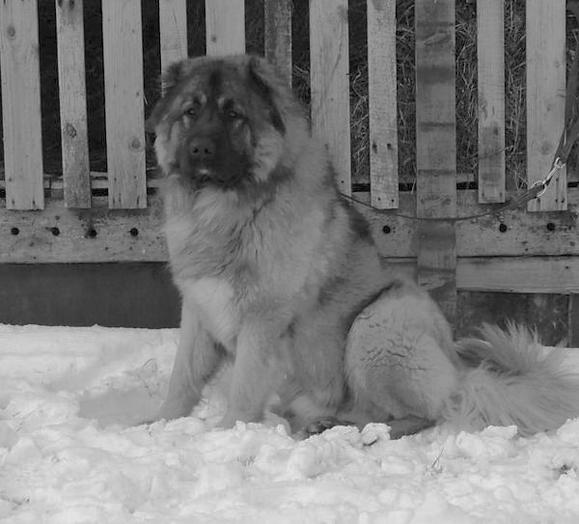 Ветеринарный справочник для владельцев собак [О Г Рогов] (fb2) читать  онлайн | КулЛиб электронная библиотека