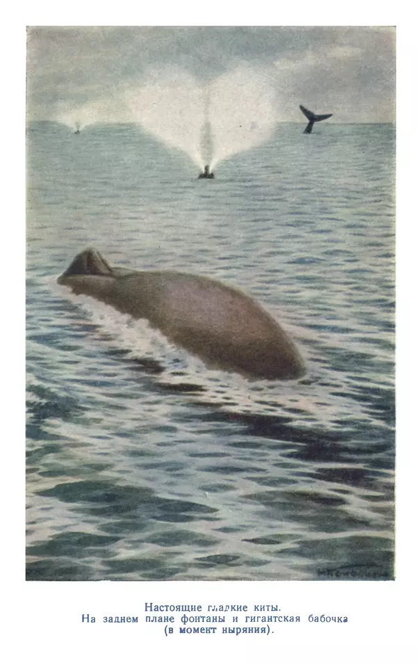 КулЛиб. Борис Александрович Зенкович - Вокруг света за китами. Страница № 330