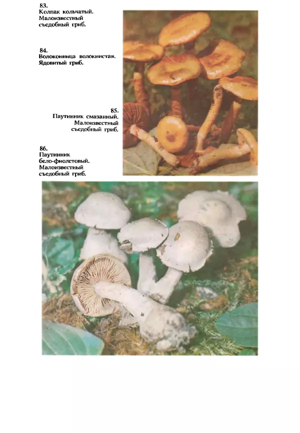 КулЛиб. C. П. Вассер - Съедобные и ядовитые грибы Карпат. Справочник. Страница № 263