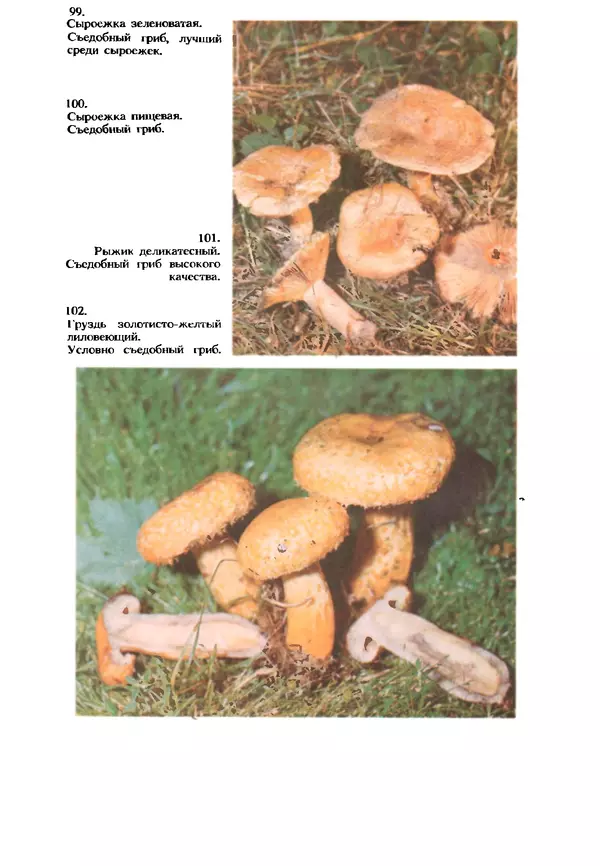КулЛиб. C. П. Вассер - Съедобные и ядовитые грибы Карпат. Справочник. Страница № 271